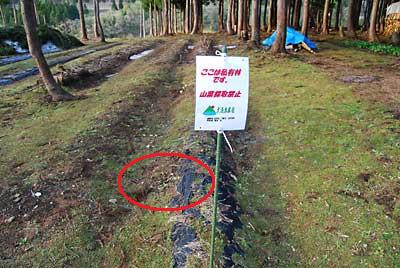 今年は先手を打って連休前に看板を立てておいたのですが…。
