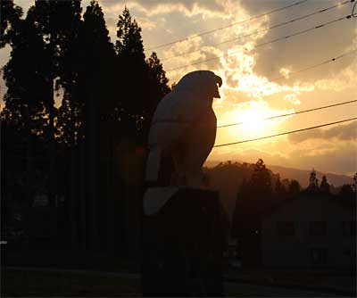 夕陽を浴びたイヌワシ、かっこいいです！