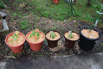 先日購入して来た苗をポットに定植しました。
