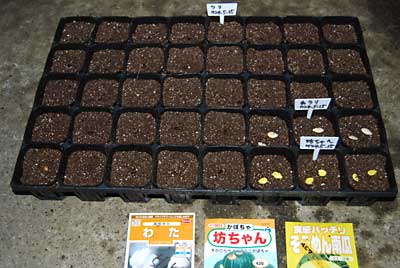 ワタのセルが余ったので、糸瓜３セル、坊ちゃんカボチャ３セルに撒きました。