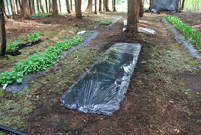 黒マルチを張って、定植準備完了です。