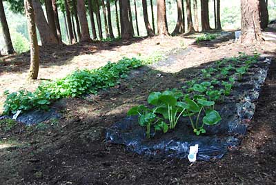 とりあえず元気そうな苗を４０株植えました。
