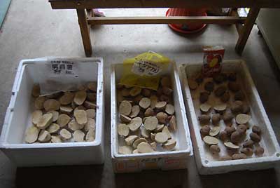 種芋の準備完了です。