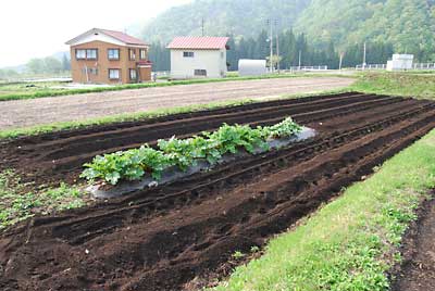 夕方前にジャガイモと里芋の定植が終わりました。