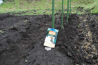 朝イチで短形自然薯を１０本とコンニャクイモを２個植えました。