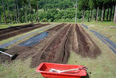午後からカボチャや糸瓜などを植える畝の中に完熟牛糞をいれました。