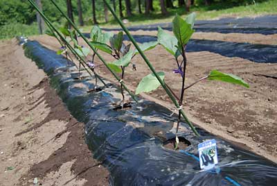 自家用にミズナスを５本定植しました。