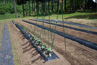 同じく自家用にキュウリを５本定植しました。