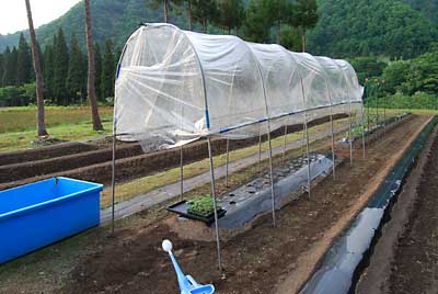 「フルティカ」トマト用のトマトハウスを建てました。