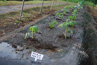 「フルティカ」トマトの苗を１６本定植しました。