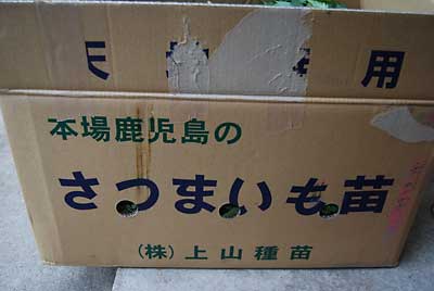 予定どおり夕方、サツマイモの苗が届きました。