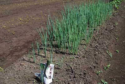 日本海ネギも大きくなって来ましたので、近日中に定植をしなければなりません。