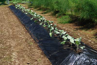 ３０ｃｍ間隔で３６本定植しました。
