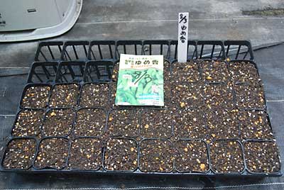 極早生の枝豆「ゆめ香」の種を撒きました。