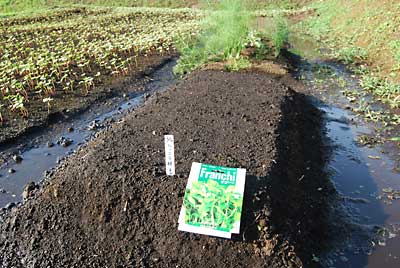 ルッコラの種を１０ｃｍ間隔で筋蒔きをしました。