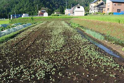 ソバが大きくなってきました。
