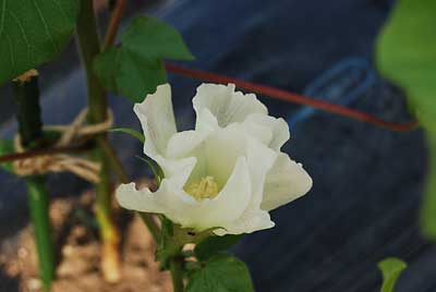 ワタの花が咲いていました。