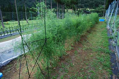 春からの懸案事項だったアスパラガスの支柱立てをようやく今朝することができました。