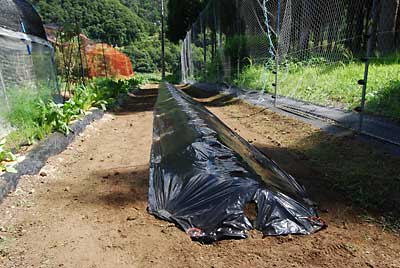 水が蒸発しないうちにマルチを張って、ようやく大根畑が完成しました。