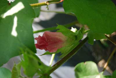 ワタの花も咲き出しましたが、白や薄いピンクや赤っぽいのとか いろいろな色の花が咲き出しました。