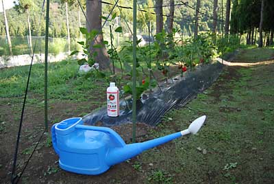先日、枝をざっぱり剪定したので、体力回復のため液肥（１００倍）を与えました。