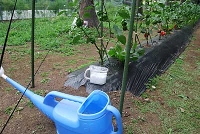 今月号の「現代農業」に塩が野菜に良いらしいので、撒いてみました。