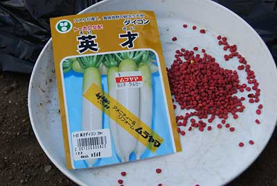 夕方近くになって大根の種を撒きました。