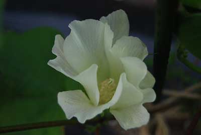 夕方咲いていたワタの花です。