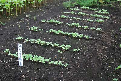 結構、粗めに種まきをしたつもりですが、かなり苗が混んでいます。