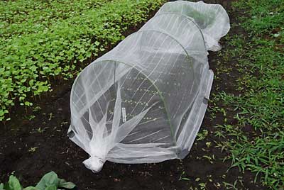 さっそく防虫アミを被せました。
