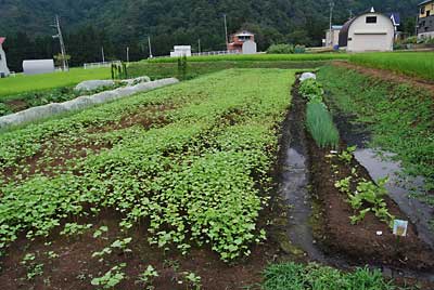 ７月２８日に種まきした秋ソバが青々してきました。