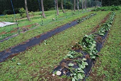 ８月３日に種まきした極早生の枝豆「ゆめ香」の苗を定植しました。