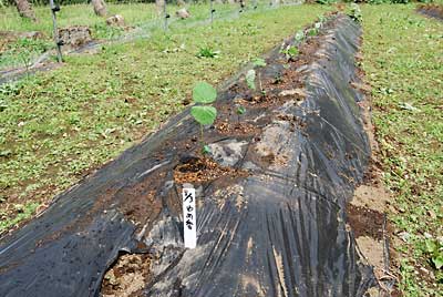 ゆめ香の定植が完了しました。