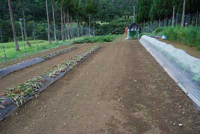 お盆なのに草刈り