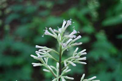 春に植えたモミジガサの花がようやく咲き出しました。