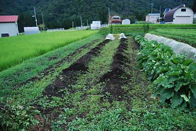 通称「下の畑」ですが、あっという間に草だらけになりました。