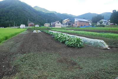 草刈りを午前中＋午後０．５ｈで終了することが出来ました。