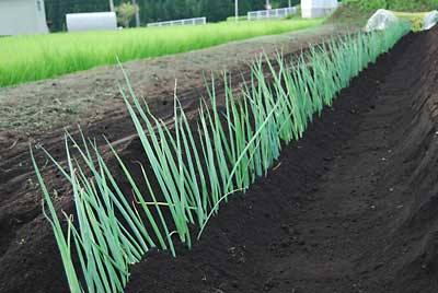 日本海ネギの苗を約２３０本、定植しました。