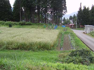 夏ソバ畑の草刈り前です。