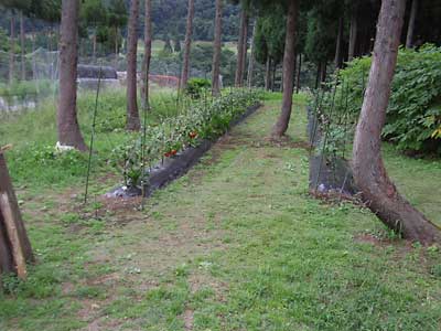 神楽なんばん畑の草刈り前です。