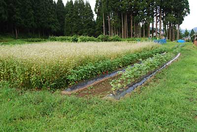 夏ソバは、花は咲くのですが実が実りません。