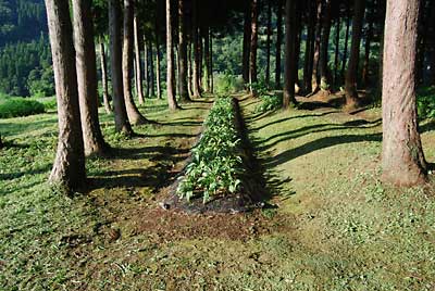 行者ニンニク畑の草刈りも終了しました。