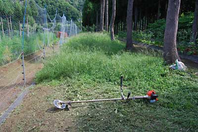 今日は、草刈り機のヒモの刃では、刃が立たない草を処理することにしました。