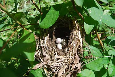 裏道の草を刈っていたら野鳥の巣がありましたので、そのままにしておきました。