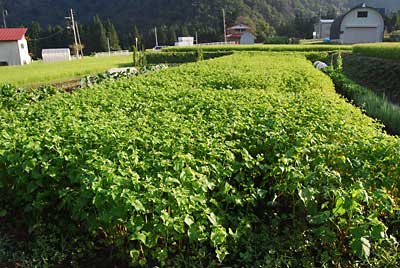 ７月２８日に種まきしたソバは、５０ｃｍくらいになりました。