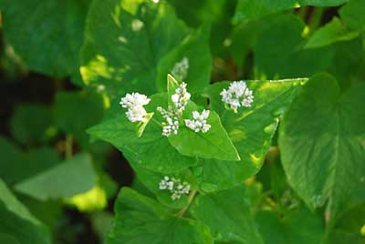 ソバの花が開花し始めました。