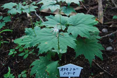 「オクモミジハグマ」の花が咲き出しました。