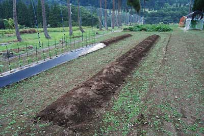 マルチを剥いで、次の野菜の準備をしました。