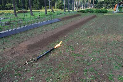 ホウレンソウの種を撒く前に除草をしておくことにしました。