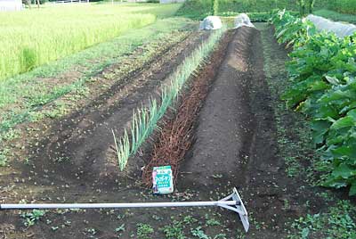 雑草が出て来たので、除草方々ネギの追肥と土寄せをしました。
